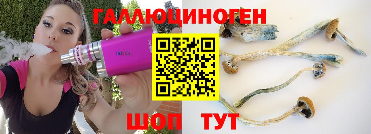 Курчалой  Псилоцибиновые грибы Cubensis  Вход с VPN 
